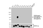 Influenza A H3N2 HA (A/TW/3446/02) Antibody in Western Blot (WB)