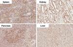 ITGB1 Recombinant Rabbit Monoclonal Antibody (HL1255)