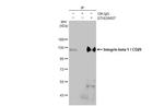 ITGB1 Antibody in Immunoprecipitation (IP)