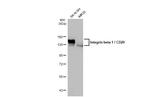 ITGB1 Antibody in Western Blot (WB)