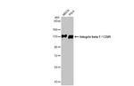 ITGB1 Antibody in Western Blot (WB)