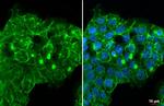 ITGB1 Antibody in Immunocytochemistry (ICC/IF)