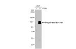 ITGB1 Antibody in Western Blot (WB)