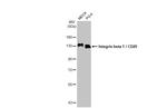 ITGB1 Antibody in Western Blot (WB)