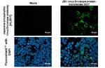 Japanese encephalitis virus Envelope (strain: Jaoars982) Antibody in Immunocytochemistry (ICC/IF)