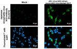 Japanese Encephalitis Virus NS3 (strain Jaoars982) Recombinant Rabbit Monoclonal Antibody (HL2472)