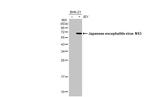 Japanese Encephalitis Virus NS3 (strain Jaoars982) Antibody in Western Blot (WB)