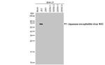 Japanese Encephalitis Virus NS3 (strain Jaoars982) Antibody in Western Blot (WB)