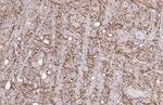KCC2 Antibody in Immunohistochemistry (Paraffin) (IHC (P))