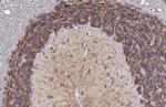 KCC2 Antibody in Immunohistochemistry (Paraffin) (IHC (P))