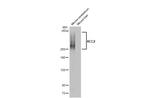 KCC2 Antibody in Western Blot (WB)