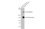 KCC2 Antibody in Western Blot (WB)