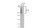 KCC2 Antibody in Western Blot (WB)