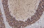KCC2 Recombinant Rabbit Monoclonal Antibody (HL2625)