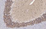 KCC2 Antibody in Immunohistochemistry (Paraffin) (IHC (P))