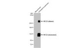 KCC2 Antibody in Western Blot (WB)