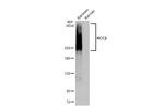 KCC2 Antibody in Western Blot (WB)