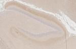 KV1.2 (KCNA2) Antibody in Immunohistochemistry (Paraffin) (IHC (P))