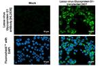 Lassa Virus Glycoprotein G1 (strain Mouse/Sierra Leone/Josiah/1976) Recombinant Rabbit Monoclonal Antibody (HL2536)