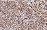 LC3B Antibody in Immunohistochemistry (Paraffin) (IHC (P))