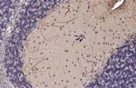 LC3B Antibody in Immunohistochemistry (Paraffin) (IHC (P))