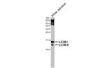 LC3B Antibody in Western Blot (WB)