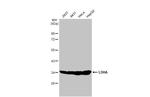 LDHA Antibody in Western Blot (WB)
