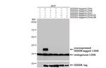 LDHA Antibody in Western Blot (WB)