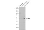 LIM1 Antibody in Western Blot (WB)