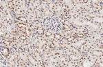 LSM4 Antibody in Immunohistochemistry (Paraffin) (IHC (P))