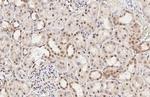 LSM4 Antibody in Immunohistochemistry (Paraffin) (IHC (P))