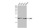 LSM4 Antibody in Western Blot (WB)