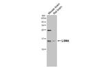 LSM4 Antibody in Western Blot (WB)