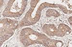MC4R Antibody in Immunohistochemistry (Paraffin) (IHC (P))