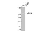 MED13L Recombinant Rabbit Monoclonal Antibody (HL2911)