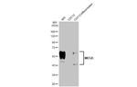 MEF2C Antibody in Western Blot (WB)