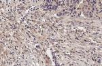 mGluR5 Recombinant Rabbit Monoclonal Antibody (HL2543)