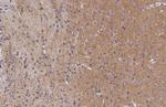 mGluR5 Antibody in Immunohistochemistry (Paraffin) (IHC (P))