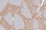 mGluR5 Antibody in Immunohistochemistry (Paraffin) (IHC (P))