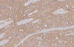 mGluR5 Antibody in Immunohistochemistry (Paraffin) (IHC (P))
