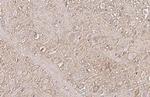 mGluR5 Antibody in Immunohistochemistry (Paraffin) (IHC (P))