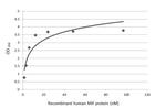 MIF Recombinant Rabbit Monoclonal Antibody (HL2963)