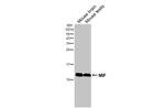 MIF Antibody in Western Blot (WB)