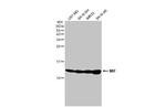 MIF Antibody in Western Blot (WB)