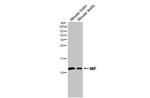 MIF Antibody in Western Blot (WB)