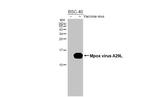 Monkeypox Virus A29L (MPXV/USA/2022/MA001) Antibody in Western Blot (WB)
