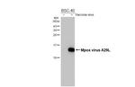 Monkeypox Virus A29L (MPXV/USA/2022/MA001) Antibody in Western Blot (WB)