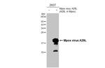 Monkeypox Virus A29L (MPXV/USA/2022/MA001) Antibody in Western Blot (WB)