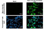 Monkeypox Virus A4L (MPXV/USA/2022/MA001) Recombinant Rabbit Monoclonal Antibody (HL2555)