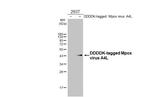 Monkeypox Virus A4L (MPXV/USA/2022/MA001) Antibody in Western Blot (WB)
